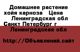 Домашнее растение хойя карноза › Цена ­ 250 - Ленинградская обл., Санкт-Петербург г.  »    . Ленинградская обл.